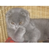 Клубные  котята питомника`sweettoy`