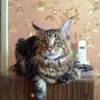 Мейн-кун котята великаны с документами