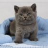 Голубые британские котята Питомник Ilios Cats
