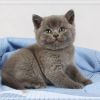 Голубые британские котята Питомник Ilios Cats