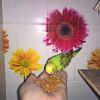 Волнистые попугаи-от Заводчика