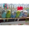 Птенцы попугаев Корелла и волнистых - для обучения разговору