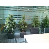Уход за офисными растениями