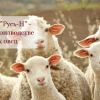 Племенное овцеводство (романовская овца) и производство кормов для скота.