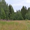 Лесной участок на Дмитровке.  40 км от МКАД.  Эко-поселок.