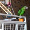 Конголезский попугай