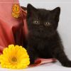Черные британские котята