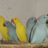 Ожереловые попугаи - крамера