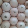 Инкубационное яйцо от ведущих производителей Чехия.