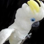 Синеочковый какаду (Cacatua ophthalmica) - ручные птенцы из питомника