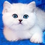 Британские котята с изумрудными и сапфировыми глазками