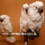 Белохохлый какаду (Cacatua alba) - ручные птенцы из питомника