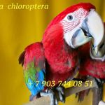 Зеленокрылый ара (Ara chloroptera)  -  ручные птенцы из питомника