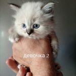 Котята регдолл+ Невская маскарадная